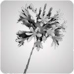 agapanthus white