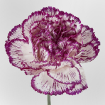 bicolor