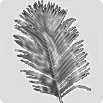 Anthurium Leaf