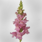 snap dragon