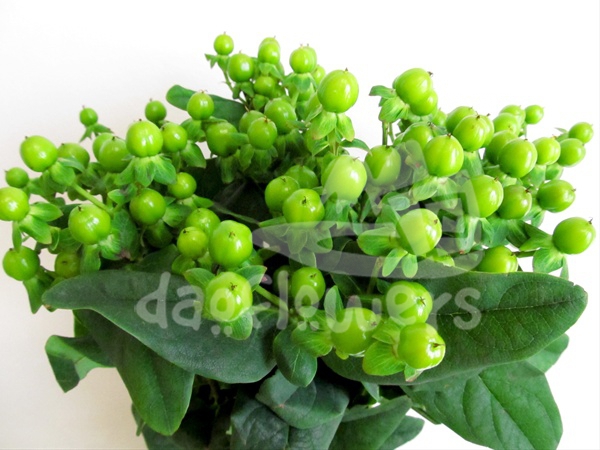 magical green power