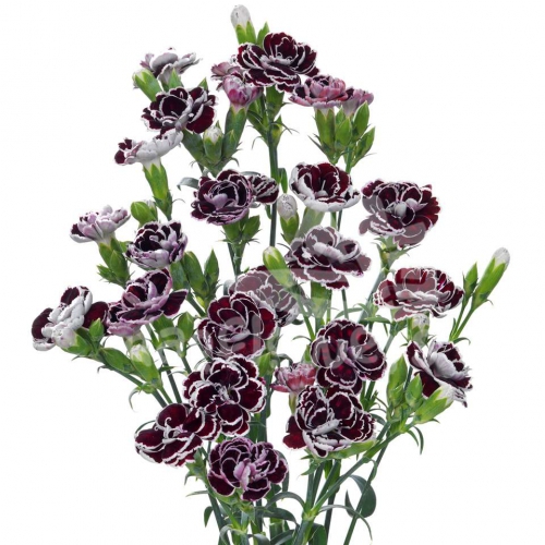 black jack*