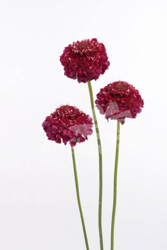 raspberry scoop