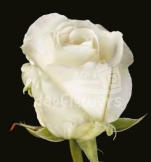 white porcelain
