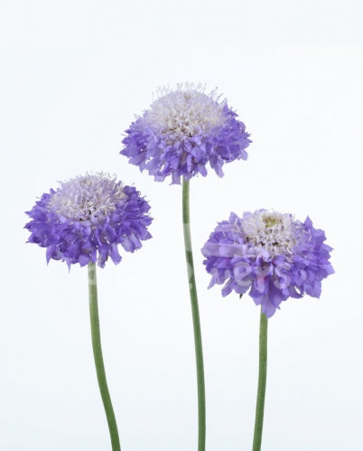 lavender scoop