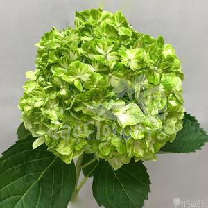 shamrock