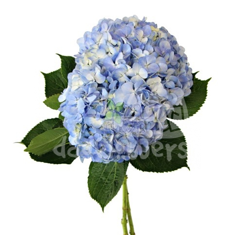 Blue natural
