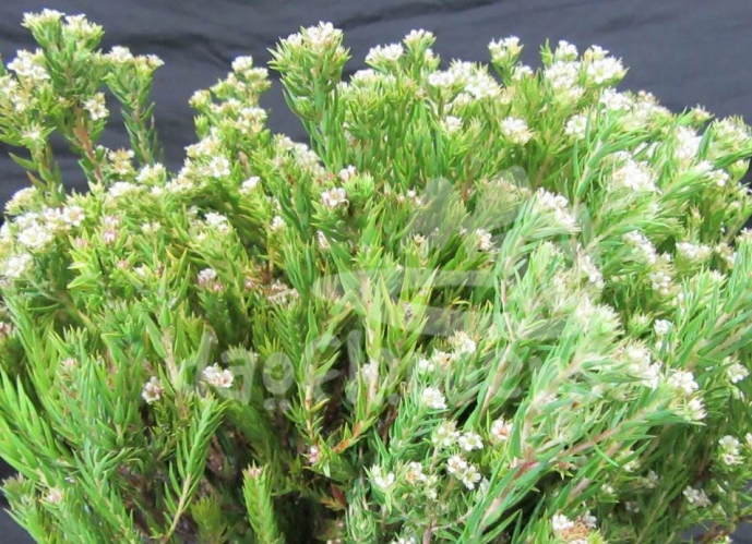 diosma