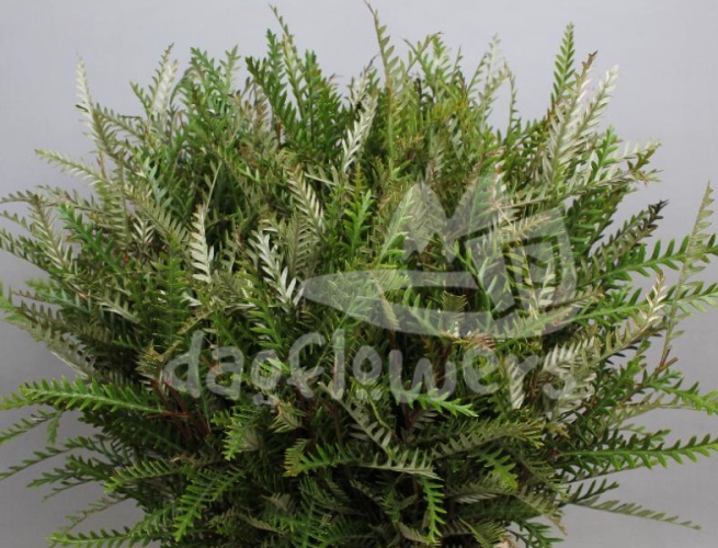 grevillea ivanhoe