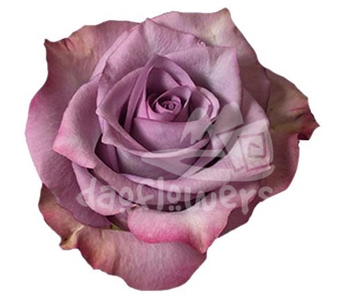 deep lavander