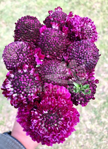 velvet focal