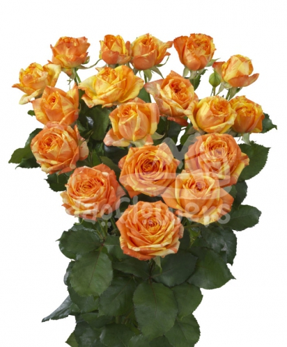 orange peps*