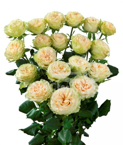 summerrose*
