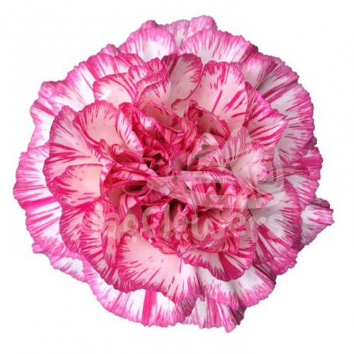 Spritz Blanco Rosa