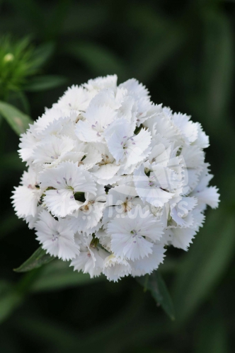 Sweet White