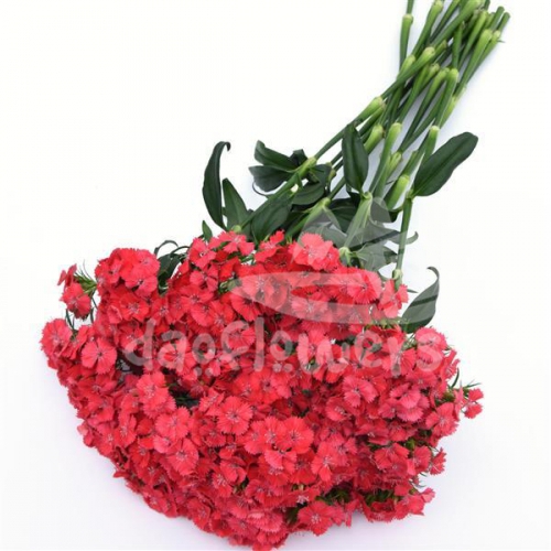 Sweet Coral