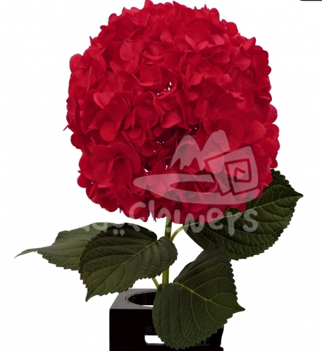 Red PNT