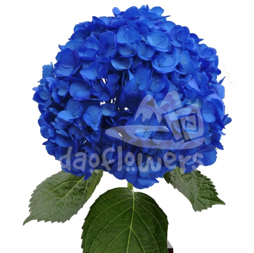Dark Blue PNT