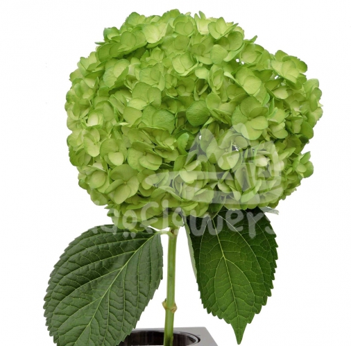 Kelly Green PNT