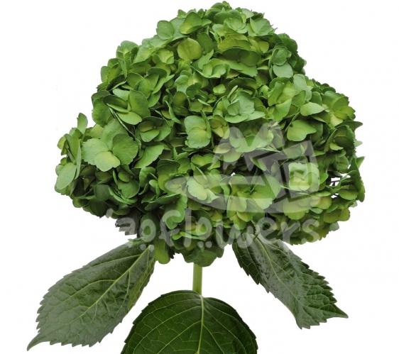 Verde Navidad PNT