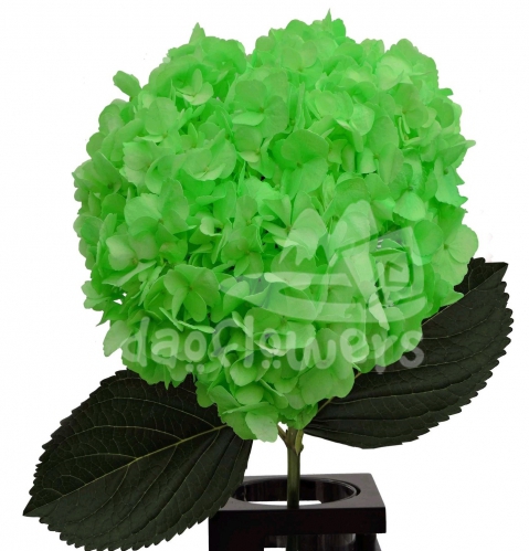 Verde Neon PNT