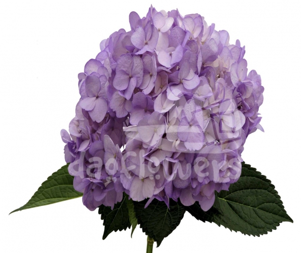 Light Purple PNT