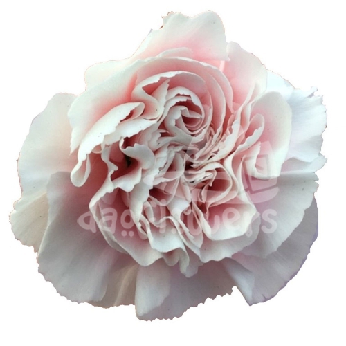 Altair