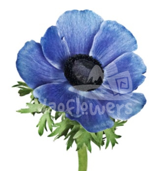 mistral blue