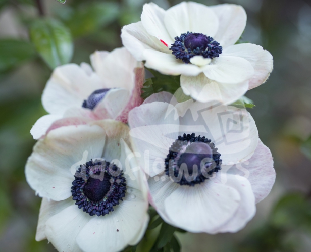 mistral blush