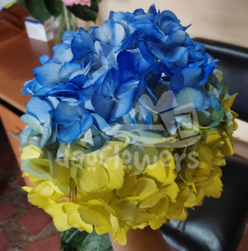 Yellow blue PNT