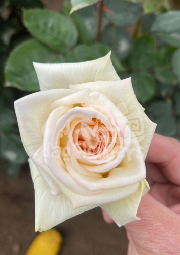 blushing bell