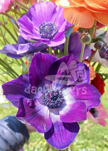 mistral grape