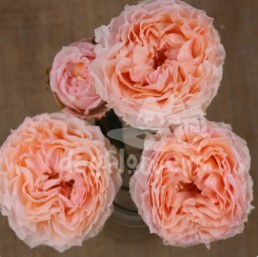 georgia peach*