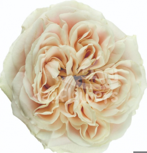 chiffon