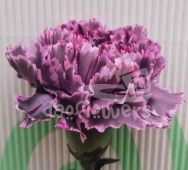 CCT 021 PNT