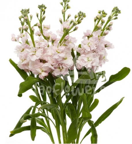 stock light pink