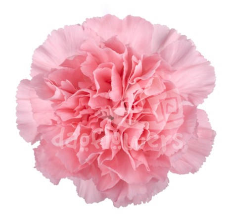 Verona Pink