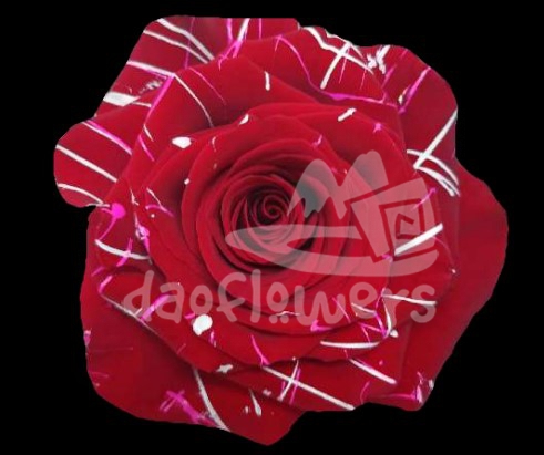 Red Picasso PNT