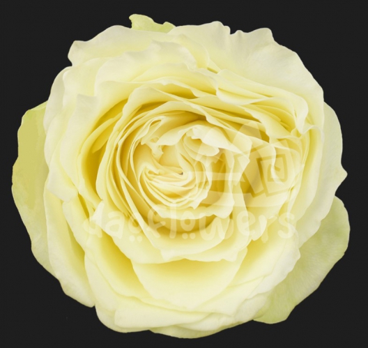lemon swirl