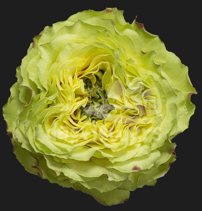 lemon zeste