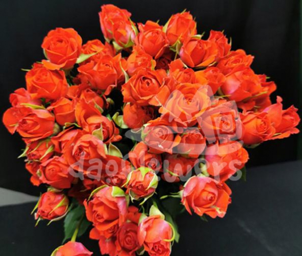royal mirabel*