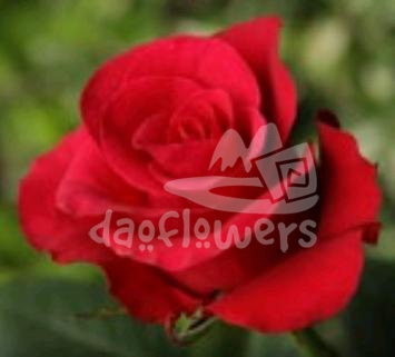 red tacazzi