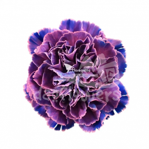 Sapphire PNT