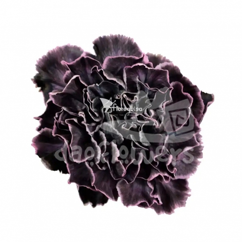 Tourmaline PNT