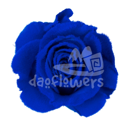 Velvet Blue PNT