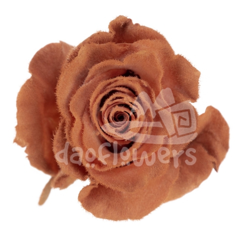 Velvet Sepia PNT