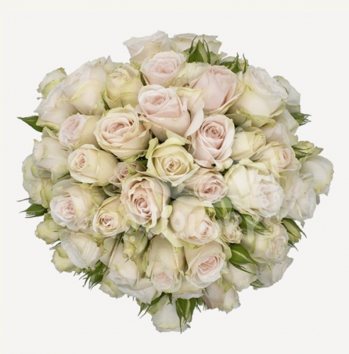 soft pink folies*