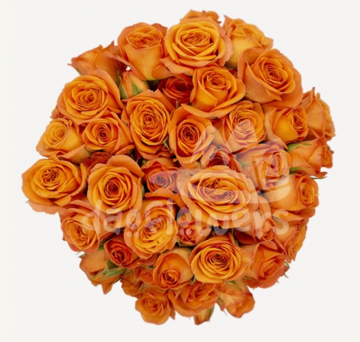 orange babe*