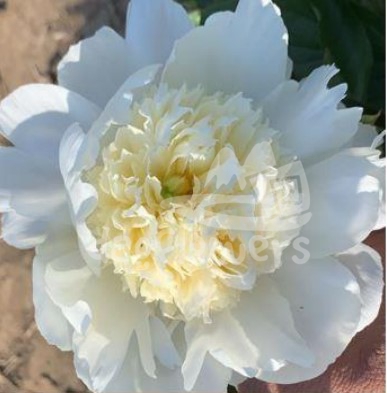 Charlies White