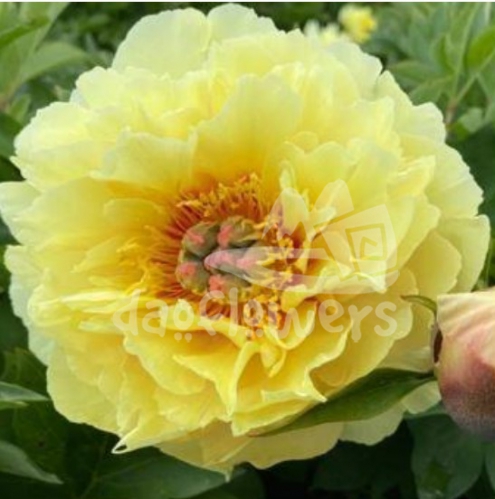 Garden Treasure